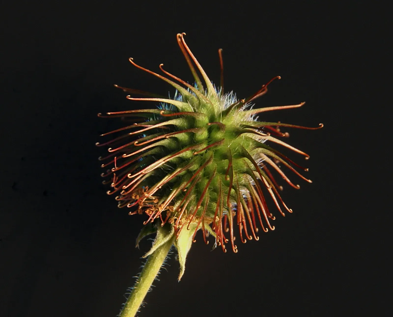 Velcro: A Dog Walk That Turned into Biomimicry in Action (Image Credits: Wikimedia)