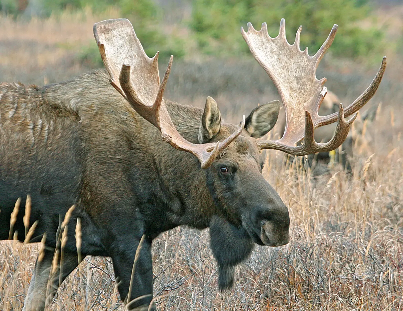Taurus – You Are the Alaskan Moose (By Donna Dewhurst, Public domain)