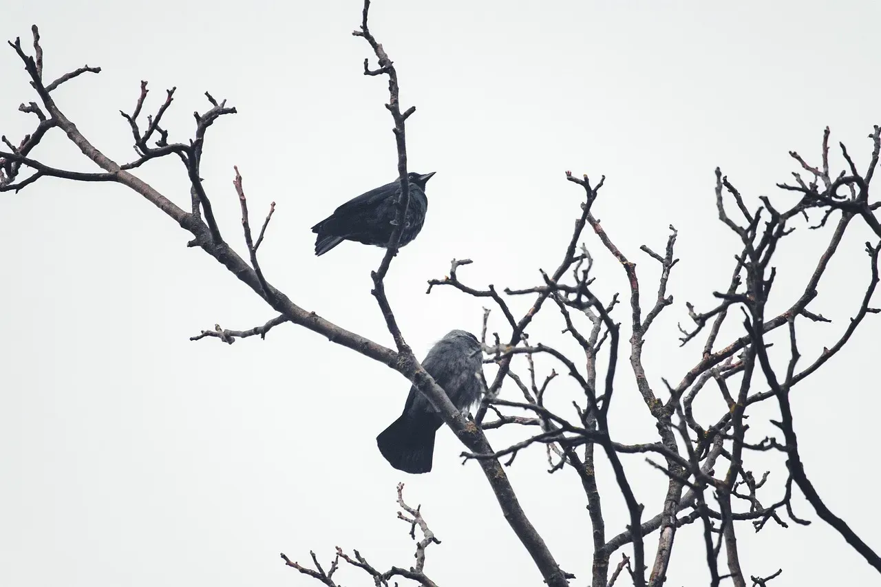 What Science Actually Knows About Birds and Weather (And What It Doesn’t) (Image Credits: Pixabay)