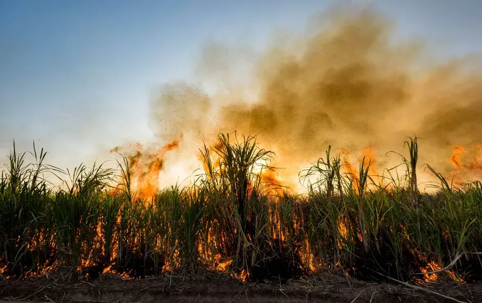 #1 - Pre-Colonial Fire-Stick Land Management by Indigenous Australians (Image Credits: Pexels)