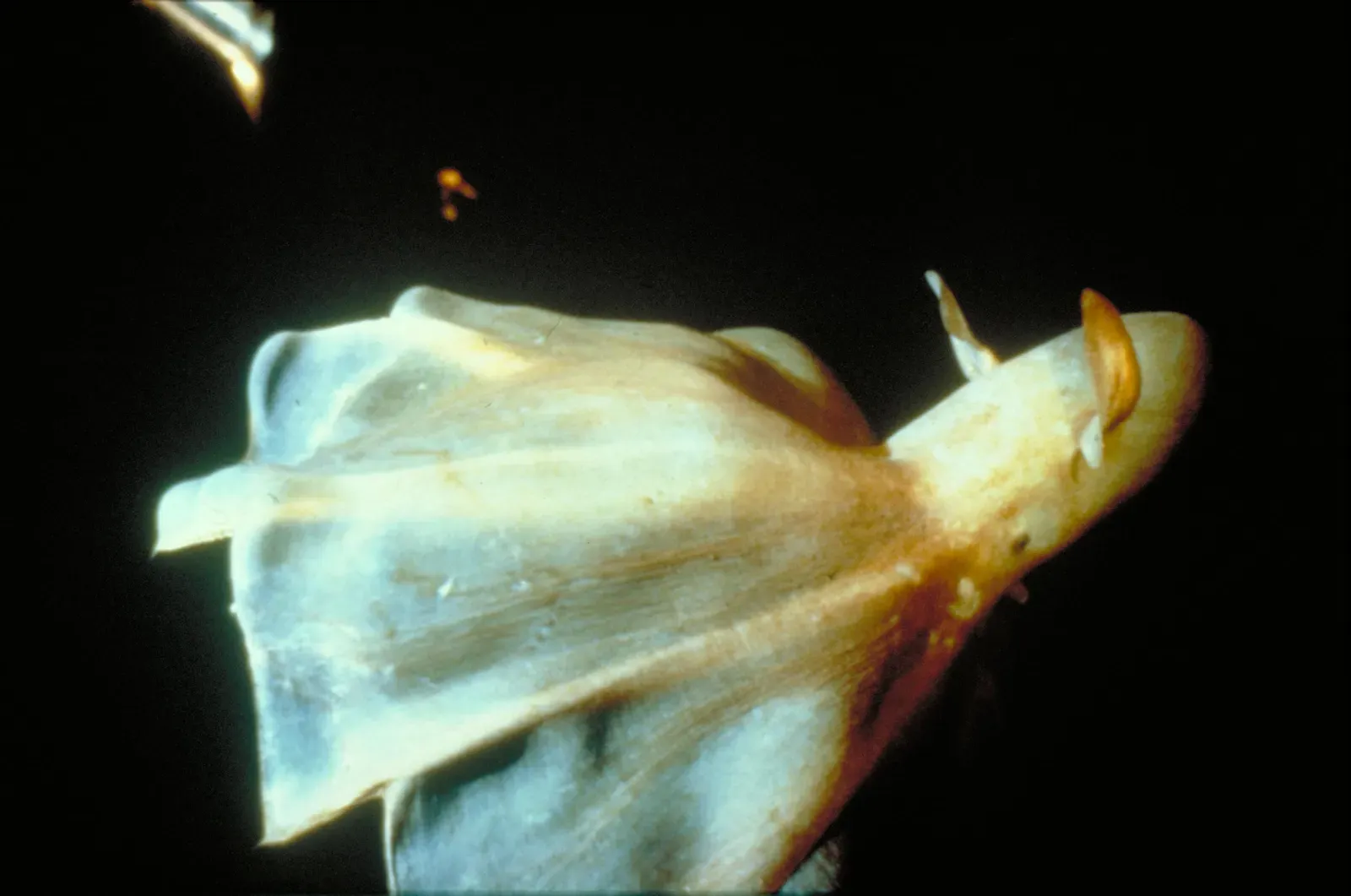 The Dumbo Octopus: Adorable Abyss Dweller (Image Credits: Wikimedia)