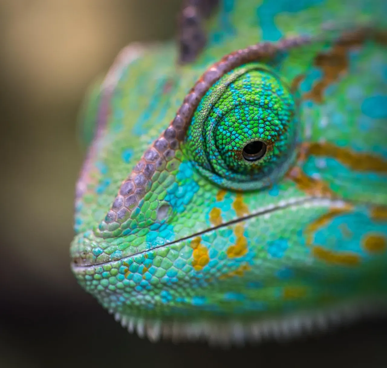3. Each Eye Moves Almost Independently Like a Tiny Periscope (Image Credits: Pixabay)