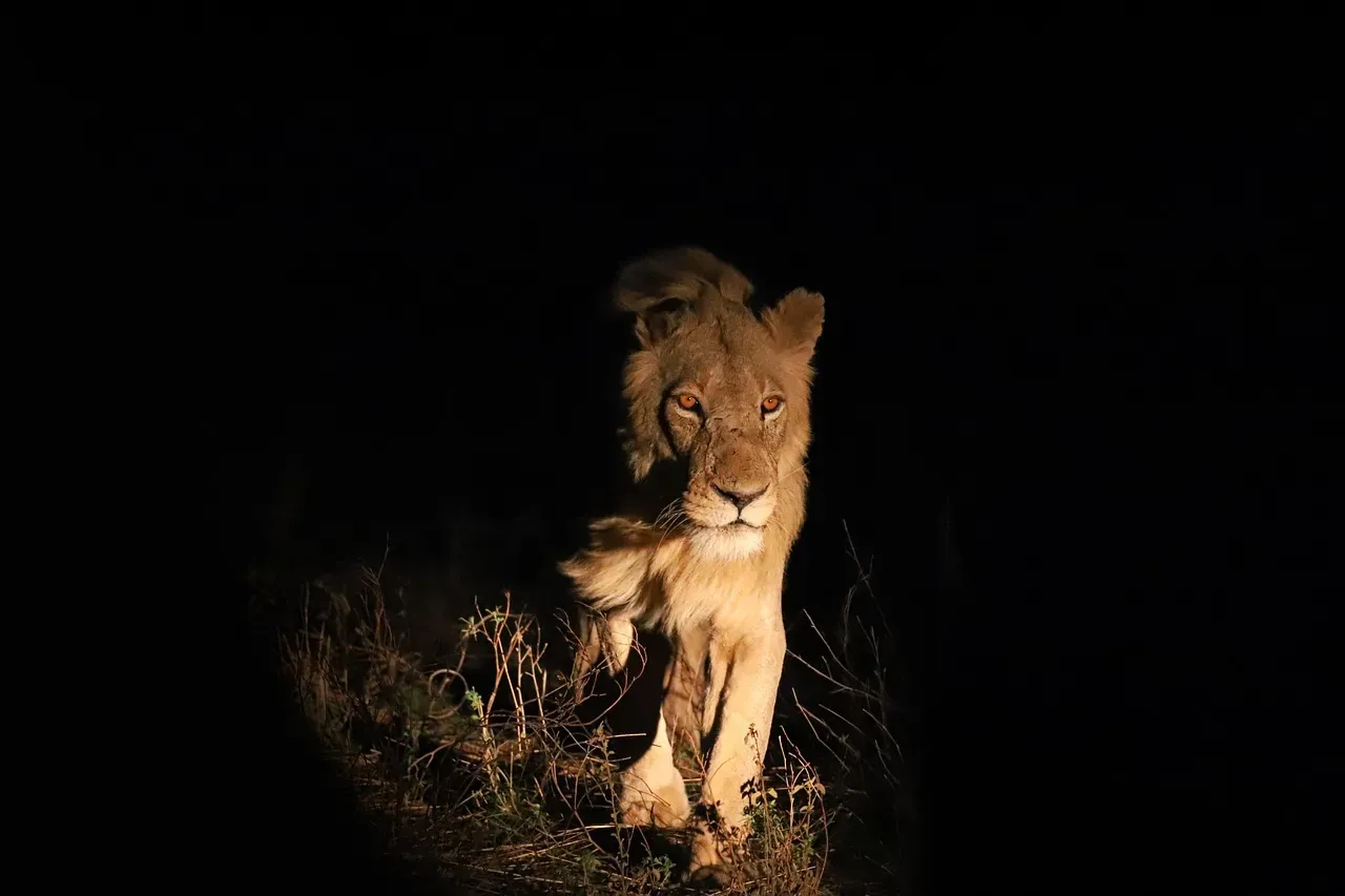 Leo – The Nocturnal Big Cat (Image Credits: Pixabay)