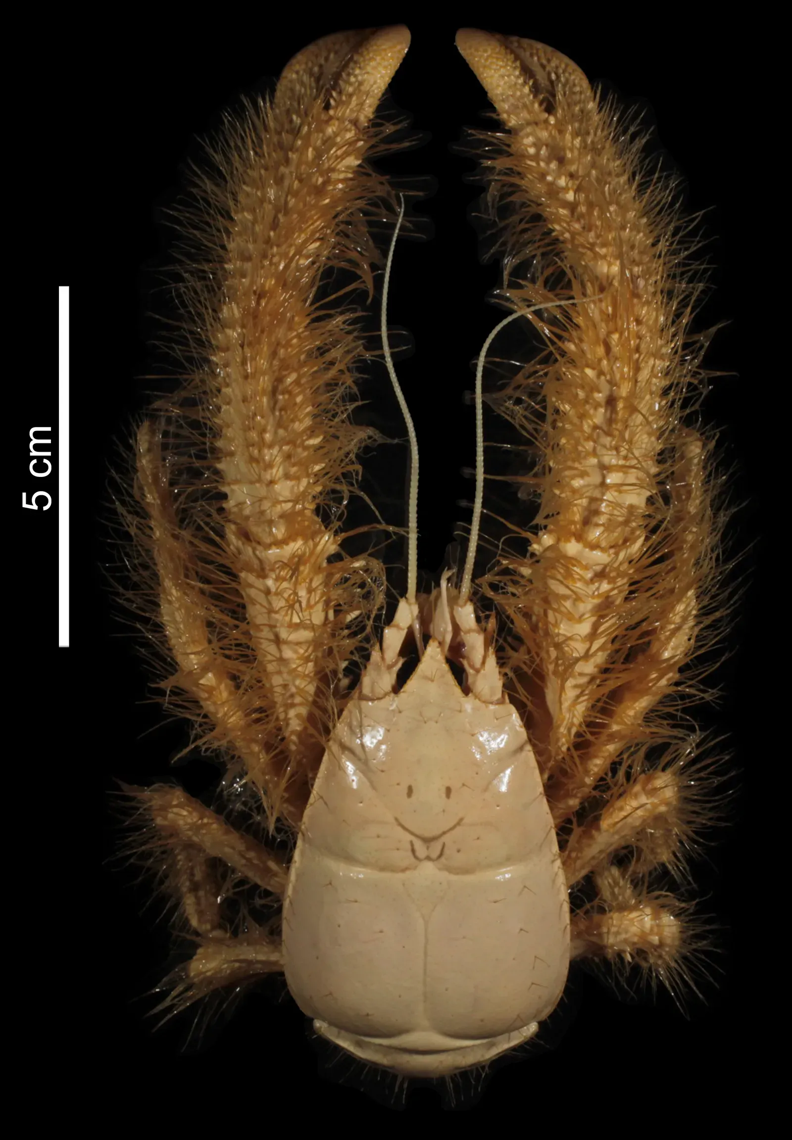 Yeti Crab Farming Bacteria on Hairy Arms Near Hydrothermal Vents (Image Credits: Wikimedia)