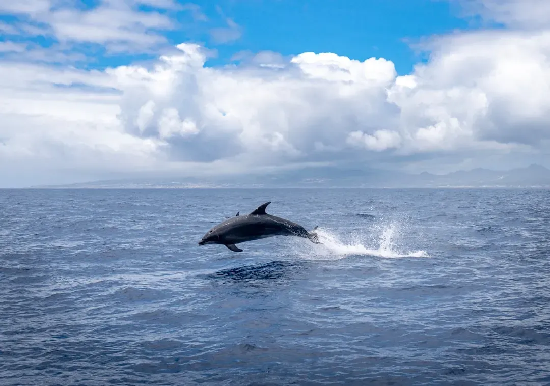 Local “Traditions”: Why Dolphins Hunt Differently From Place to Place (Image Credits: Unsplash)