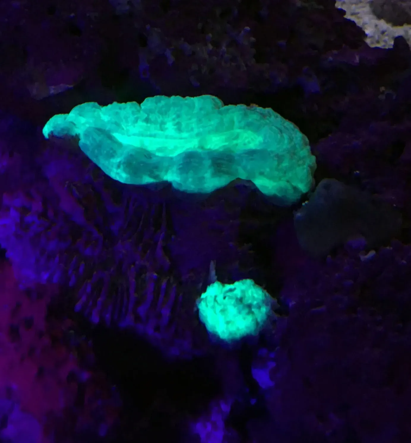 Glow in the Dark: The Surprising Language of Coral Colors (Image Credits: Wikimedia)
