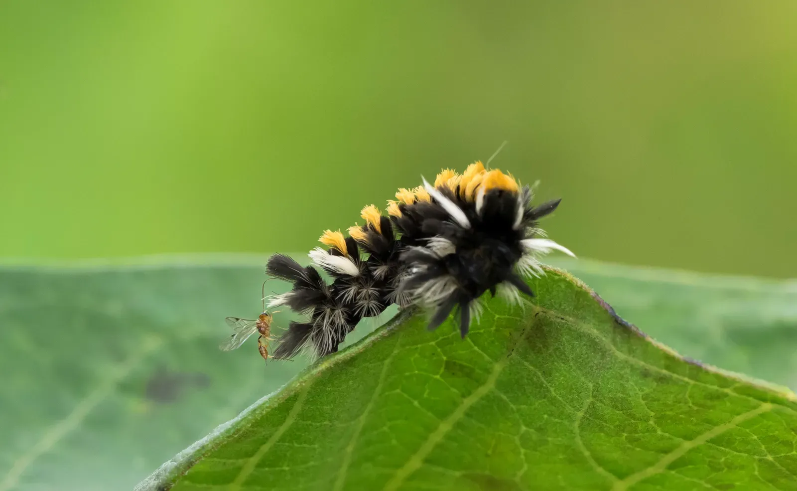 Attracting Allies: Calling in the Cavalry (Image Credits: Wikimedia)