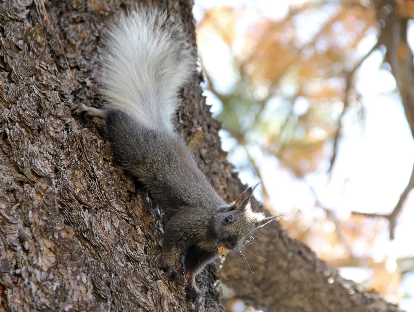 9. The Kaibab Squirrel: The Grand Canyon's Most Exclusive Resident (Flickr: Grand Canyon National Park: North Rim - Kaibab Squirrel 0199, CC BY 2.0)