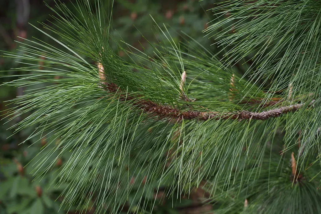 15. Longleaf Pine and the Return of Fire‑Adapted Communities (harum.koh, Flickr, CC BY-SA 2.0)