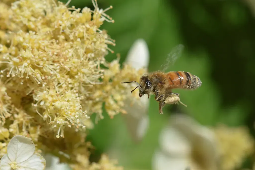 7. Bees Can Learn Simple Math And Understand The Concept Of Zero (Michele Dorsey Walfred, Flickr, CC BY 2.0)
