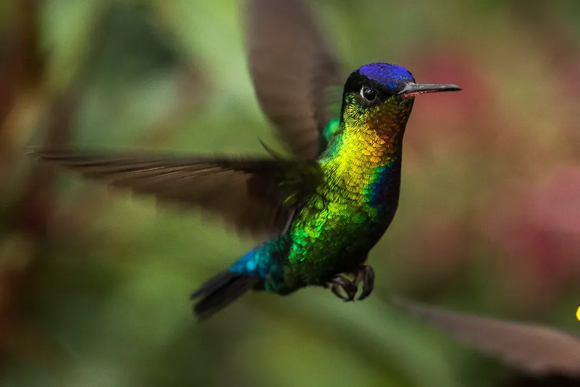 #4 - Hummingbird Throats Flash Like a Light Switch (Fiery-throated Hummingbird - Cloud Forest - Costa Rica_MG_6076, CC BY-SA 2.0)