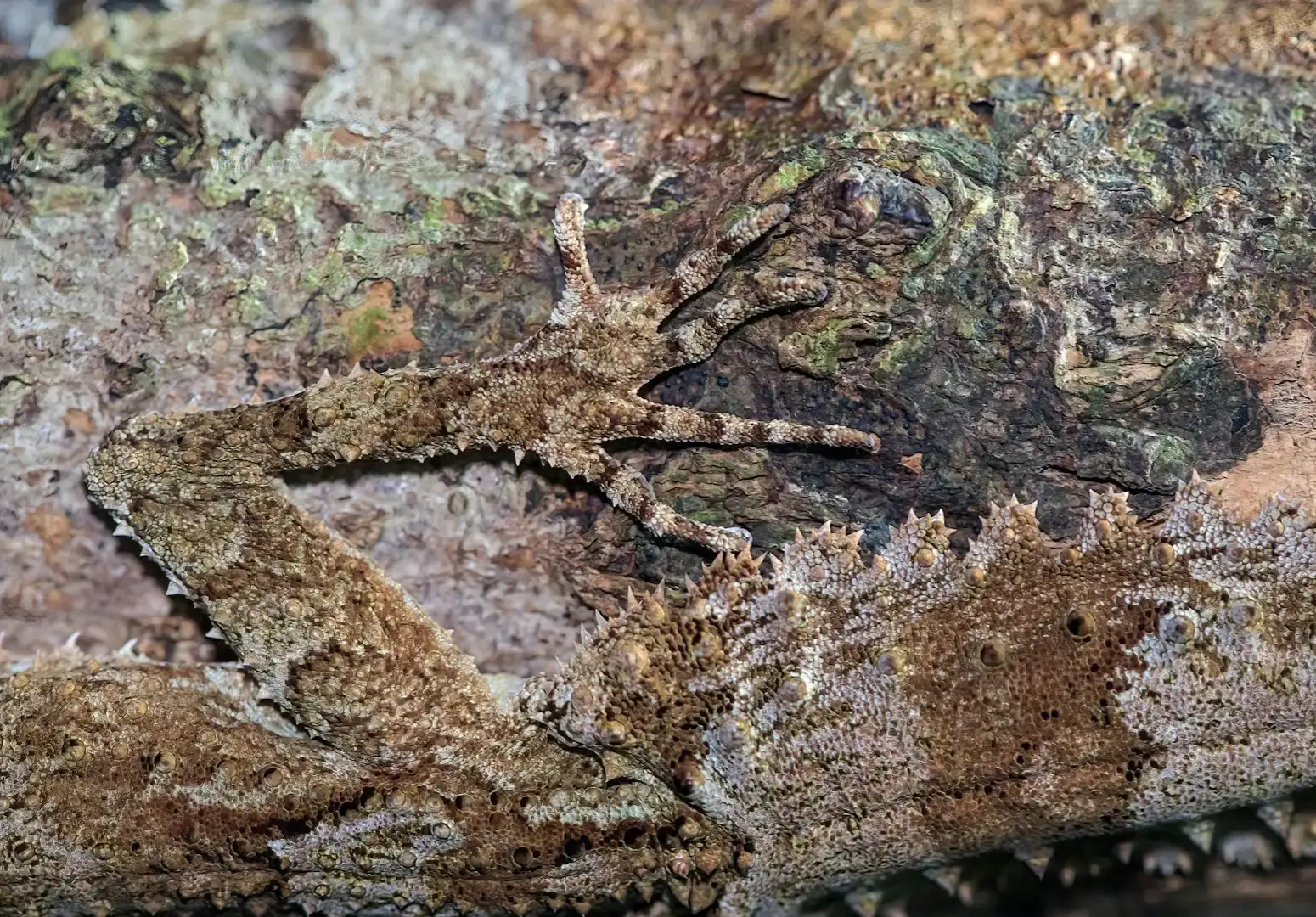 Conclusion: Camouflage as Nature’s Silent Superpower (Image Credits: Unsplash)