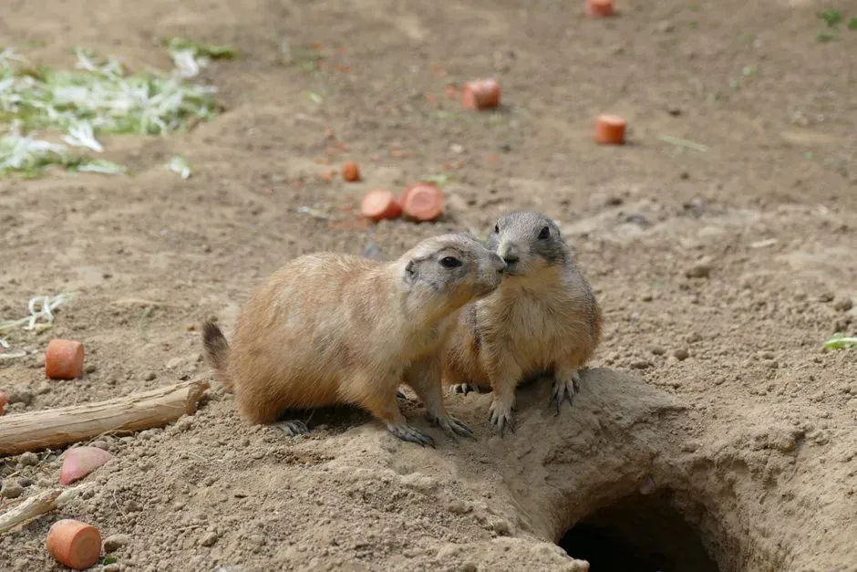 Housing Market for Wildlife: Who Moves Into Prairie Dog Towns (Image Credits: Pexels)