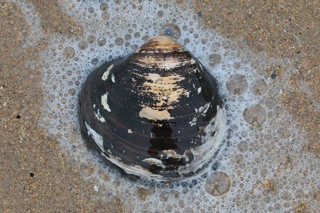 What a 507-Year-Old Clam Can Teach You About Aging (S. Rae, Flickr, CC BY 2.0)