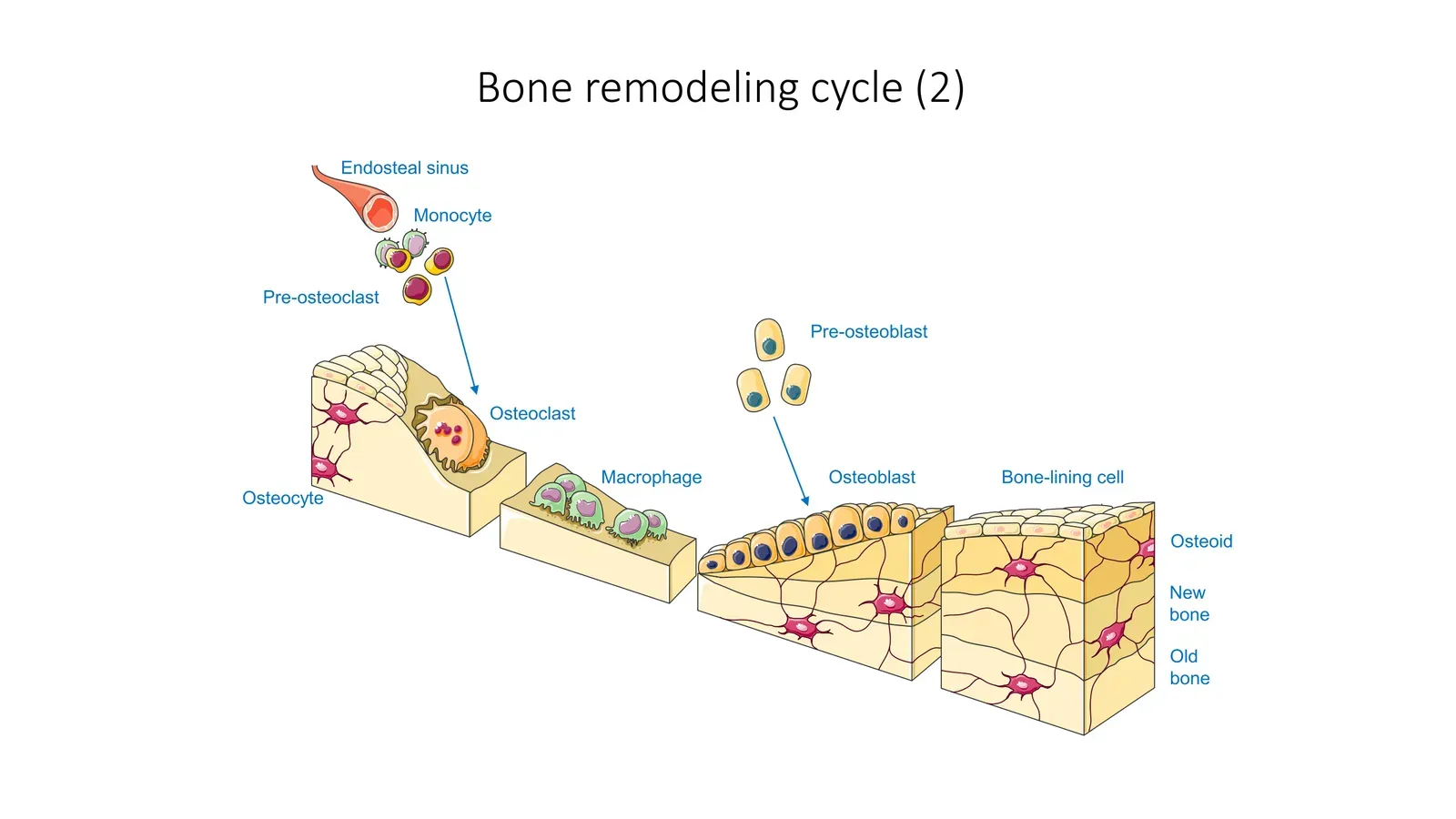 Meet the Cellular Construction Crew: Osteoclasts and Osteoblasts (Image Credits: Wikimedia)