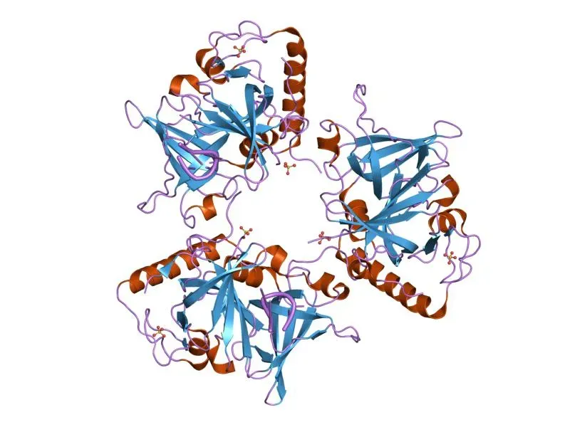 Telomeres: The Biological Clock at Chromosome Ends (Image Credits: Wikimedia)