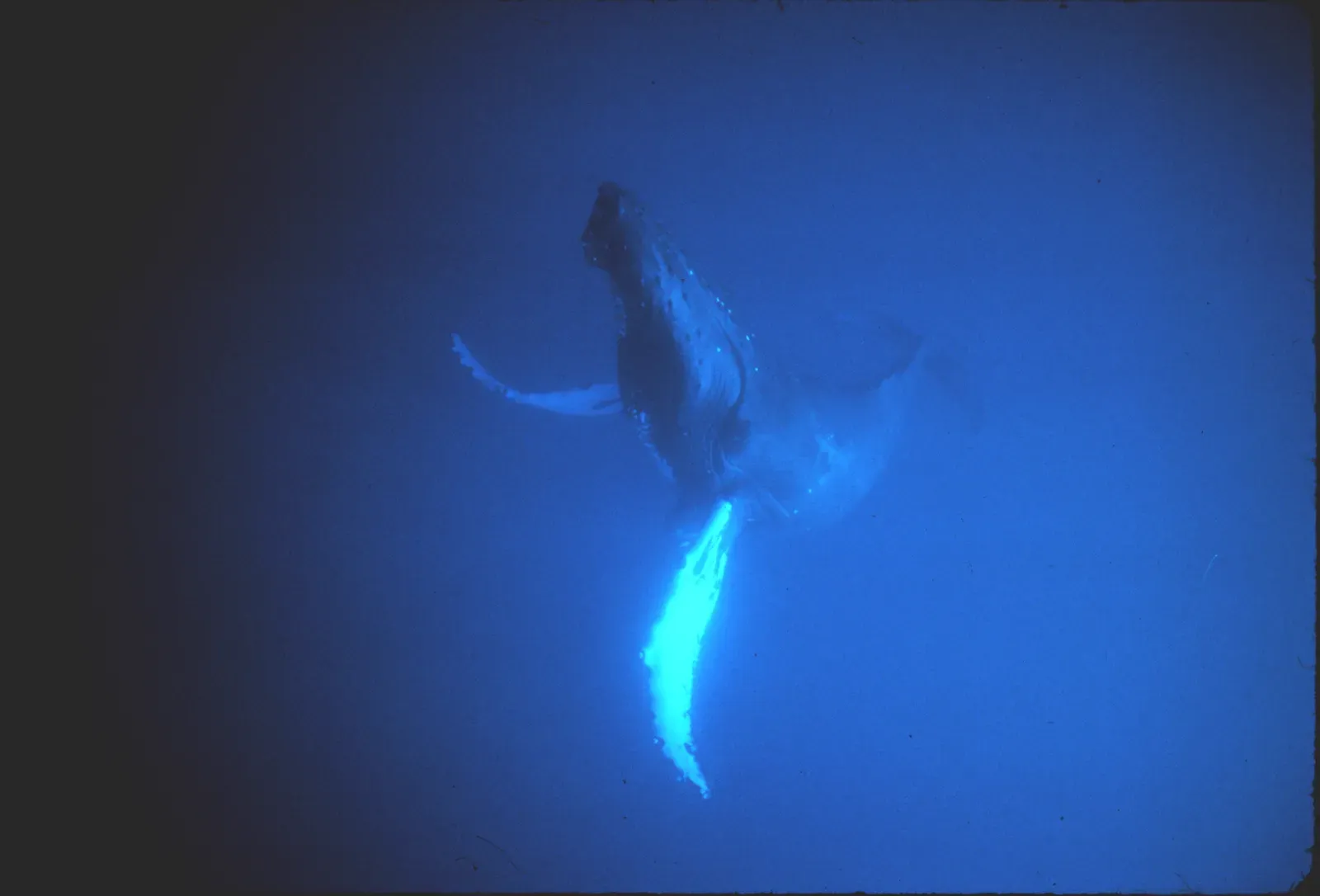 1. Whale Songs That Travel Across Oceans (NOAA Photo Library, Public domain)
