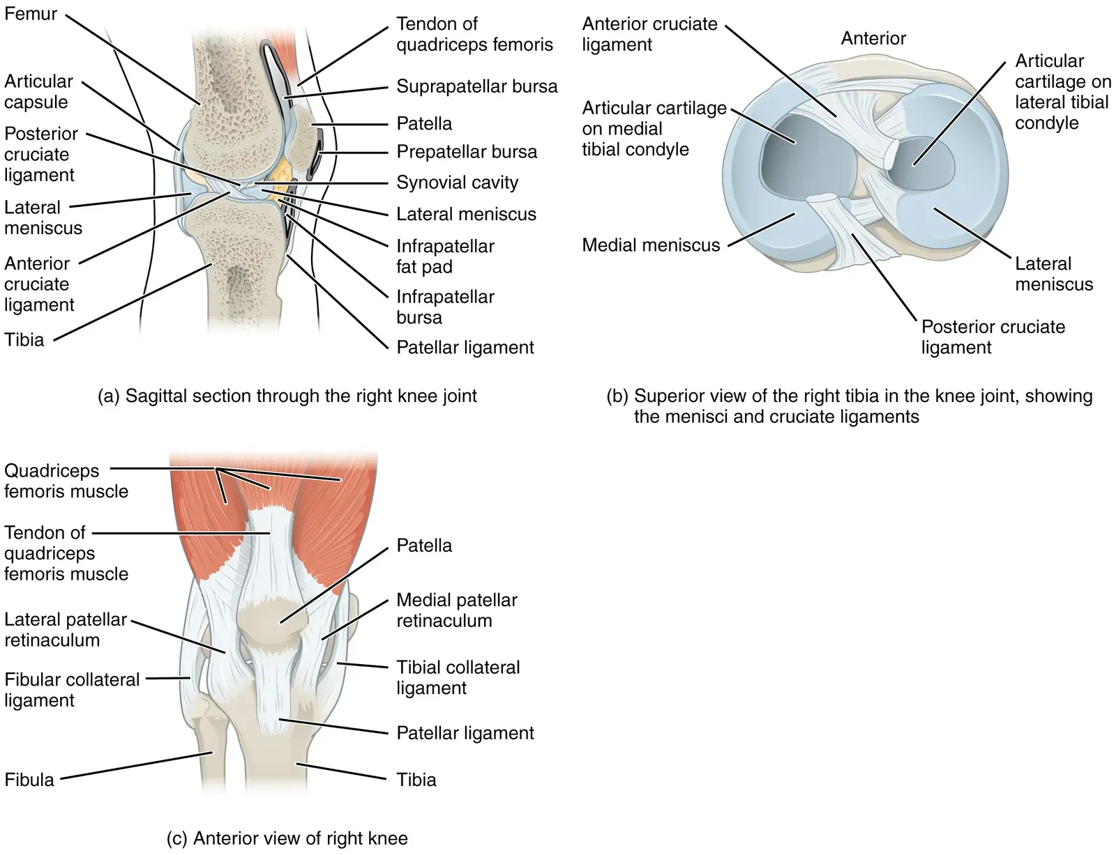 #6 - Osteoarthritis Clusters in the Hip, Knee, and Ankle (Anatomy & Physiology, Connexions Web site. http://cnx.org/content/col11496/1.6/, Jun 19, 2013., CC BY 3.0)