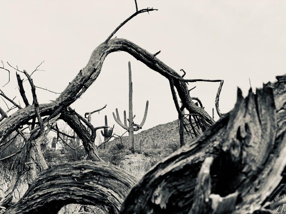 Ecosystem Collapse: When Nature Gives Up (Image Credits: Unsplash)