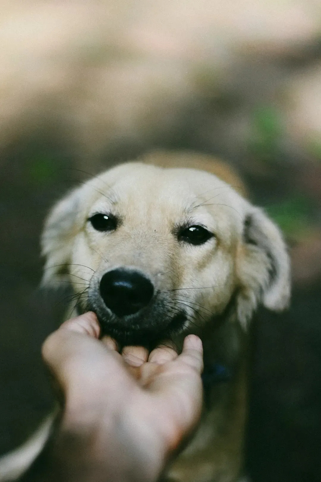Water Signs and Emotional Echoes: When Dogs Become Four-Legged Empaths (Image Credits: Unsplash)