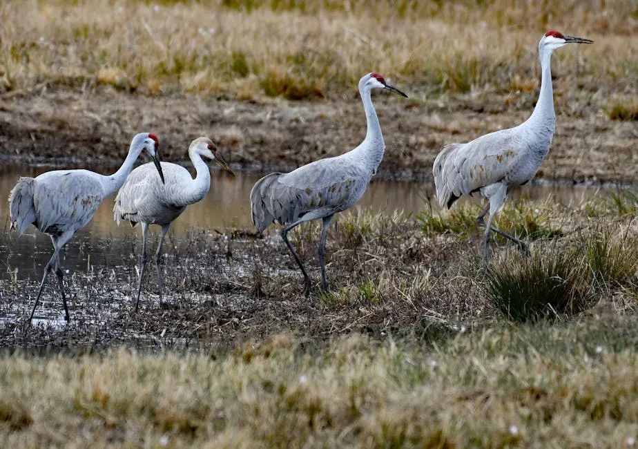 10. The Mississippi Sandhill Crane – A Wet Prairie's Last Guardian (Image Credits: Pexels)