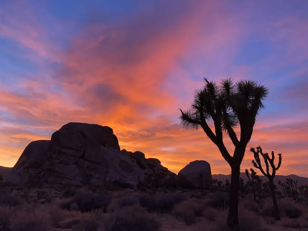 6. Joshua Tree National Park, California (Image Credits: Unsplash)