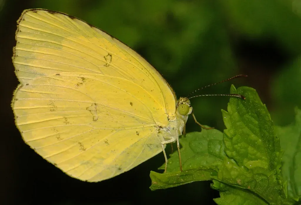 10. Butterflies and Moths That Look Like Leaves (Image Credits: Flickr)