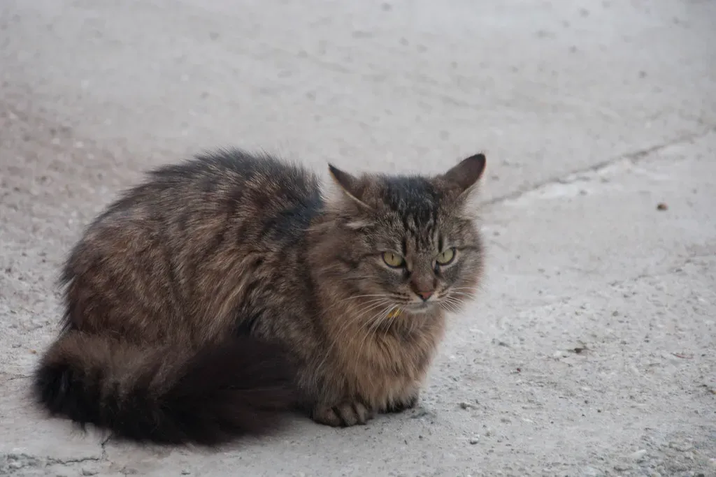 Should We Assume Animals Are Conscious Until Proven Otherwise? (Image Credits: Flickr)