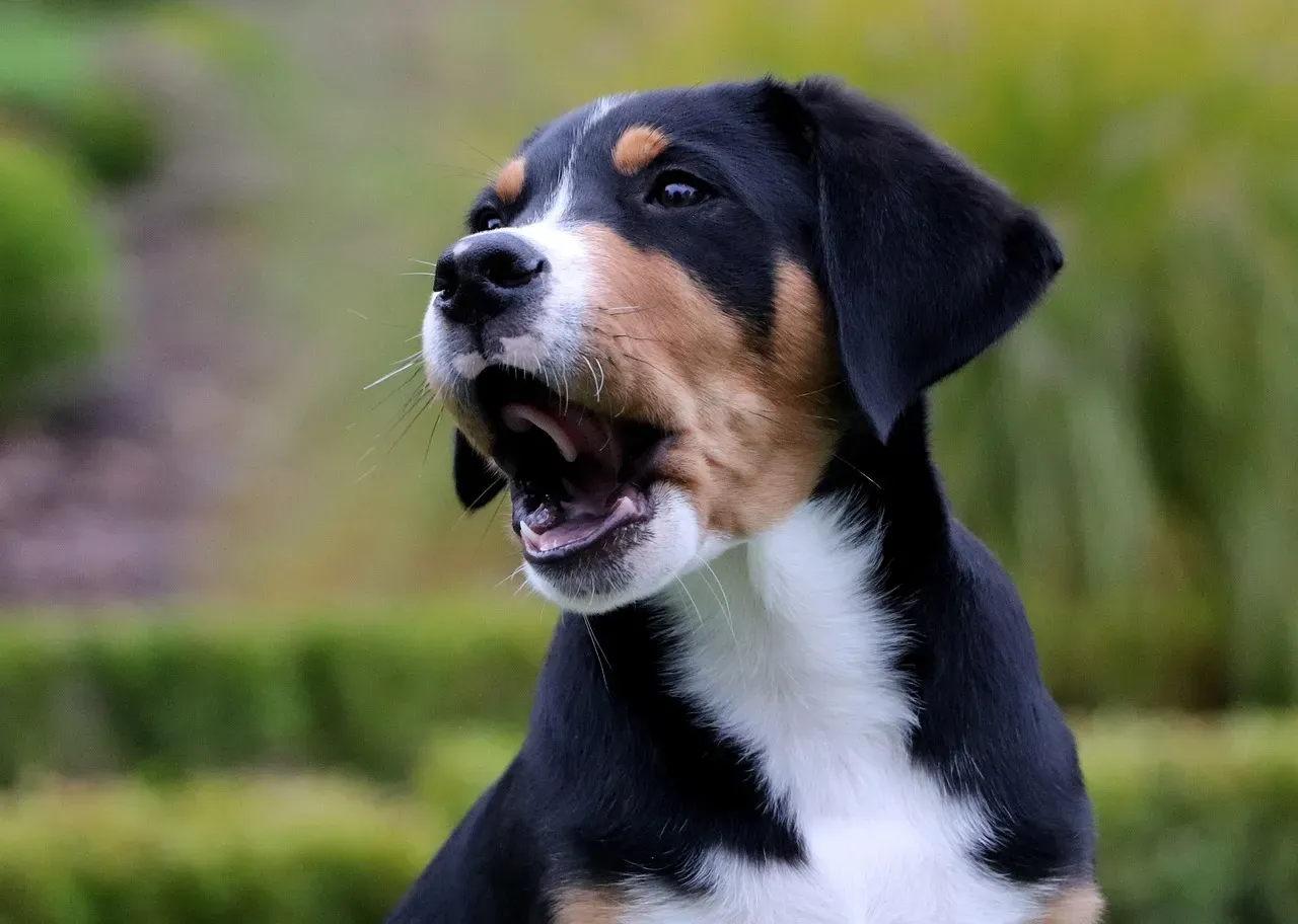 Red Flags That Your Dog Is Not Getting Enough Daily Exercise (Image Credits: Pixabay)