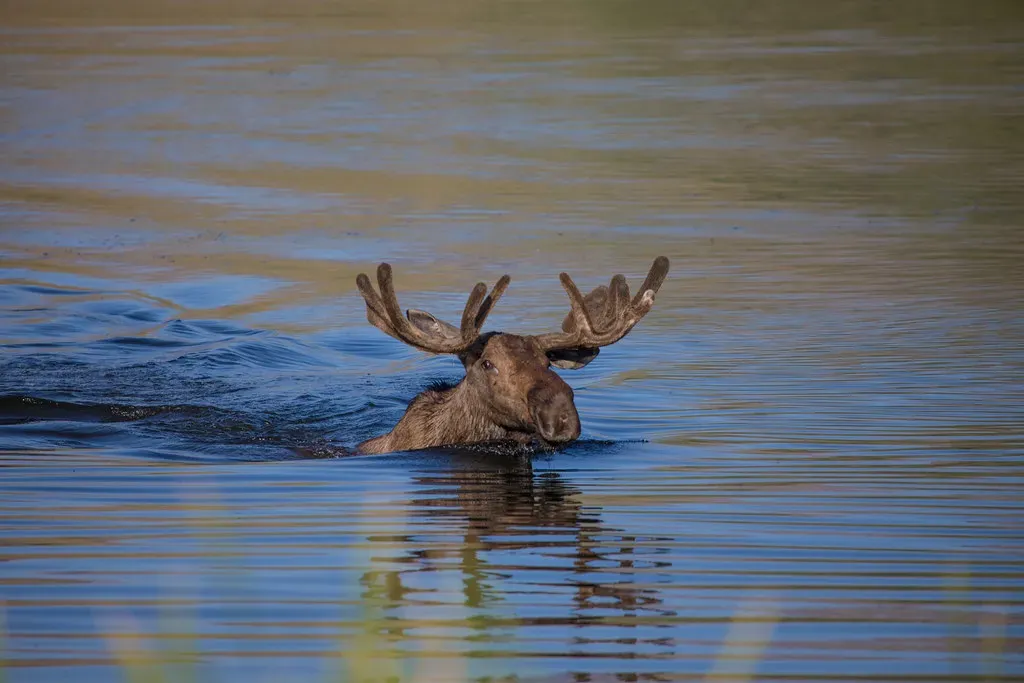 4. They’re Elite Swimmers and Can Even Dive for Their Food (Image Credits: Flickr)