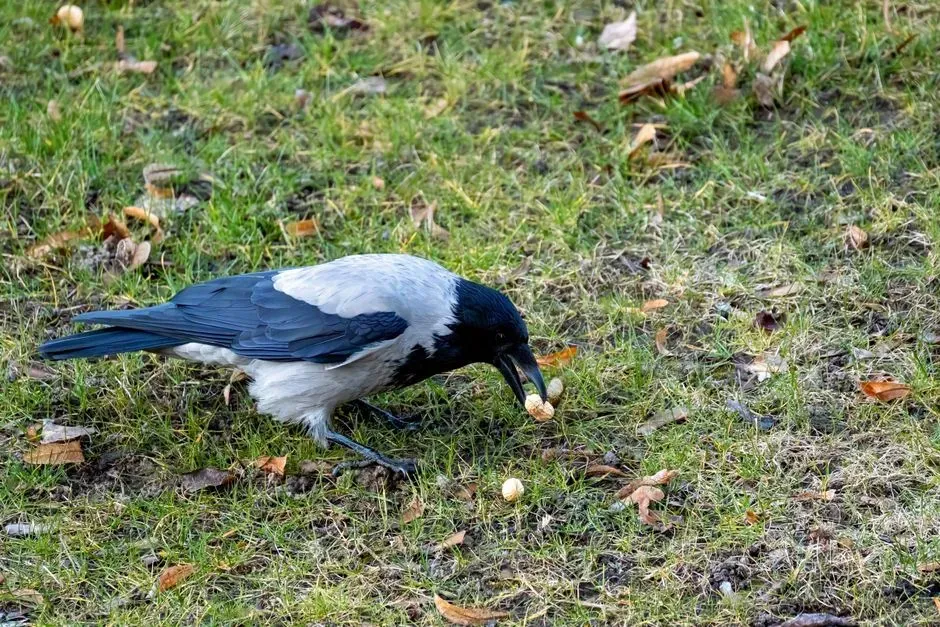 My Take: Give Crows More Credit, But Not Magical Powers (Image Credits: Pexels)