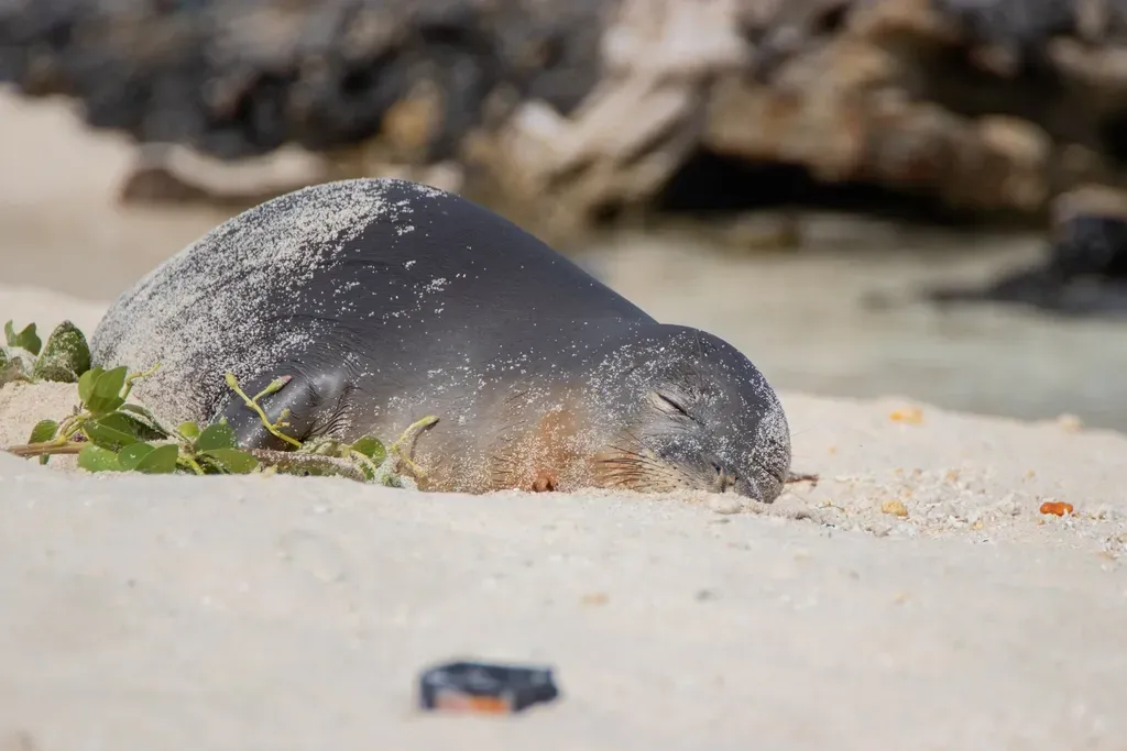 Hawaiian Monk Seal – The Island Survivor (Image Credits: Rawpixel)