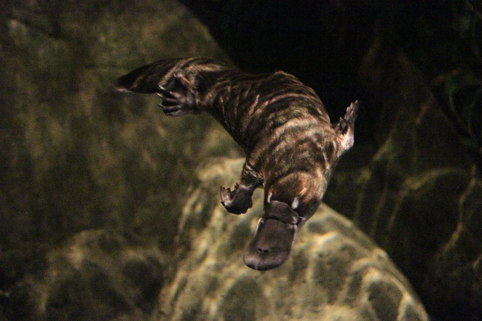 The Platypus: The Mammal That Refuses to Follow the Rules (By Rainbow606, CC BY-SA 3.0)
