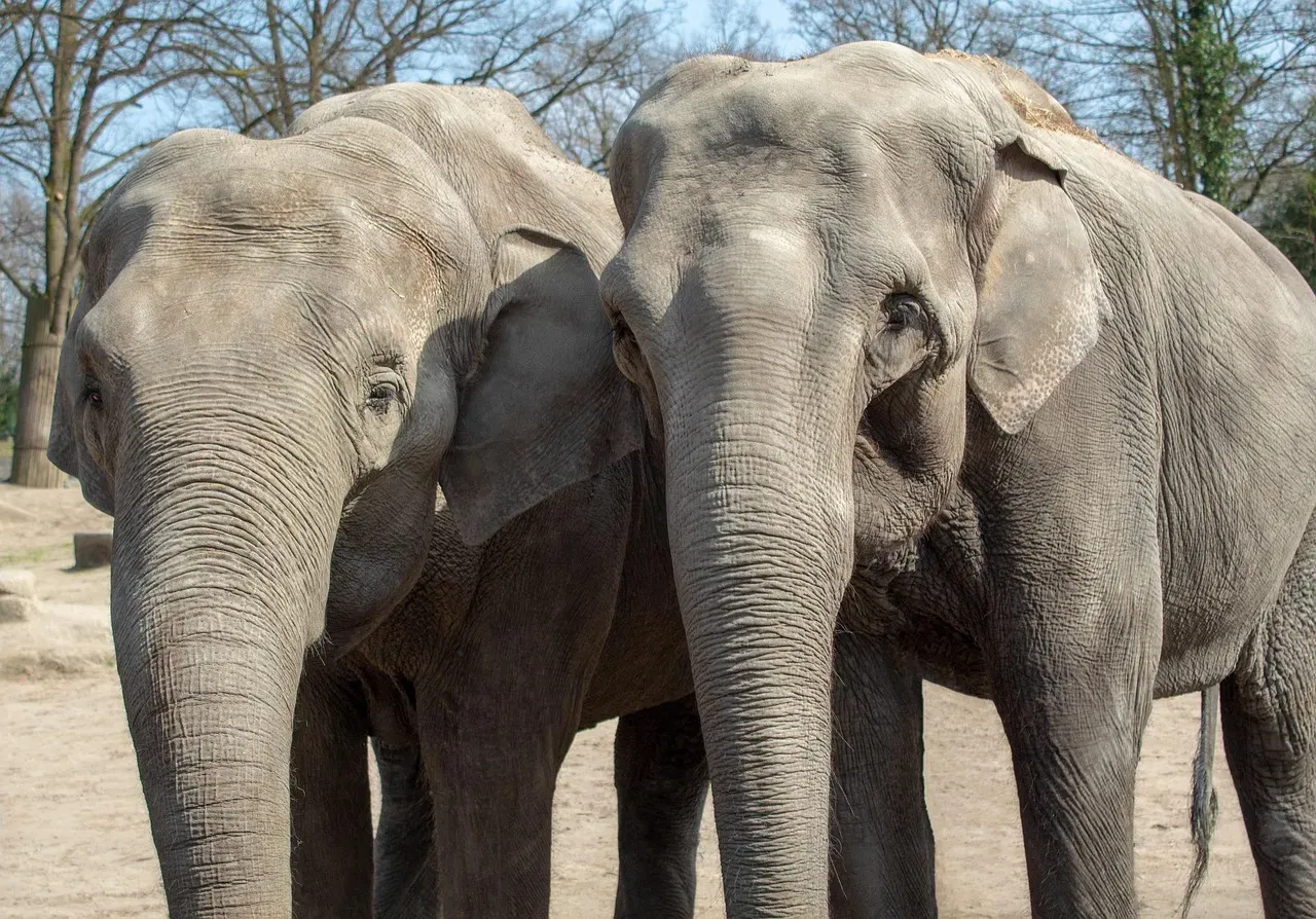 Elephants: The Empaths Who Remember And Reflect (Image Credits: Pixabay)