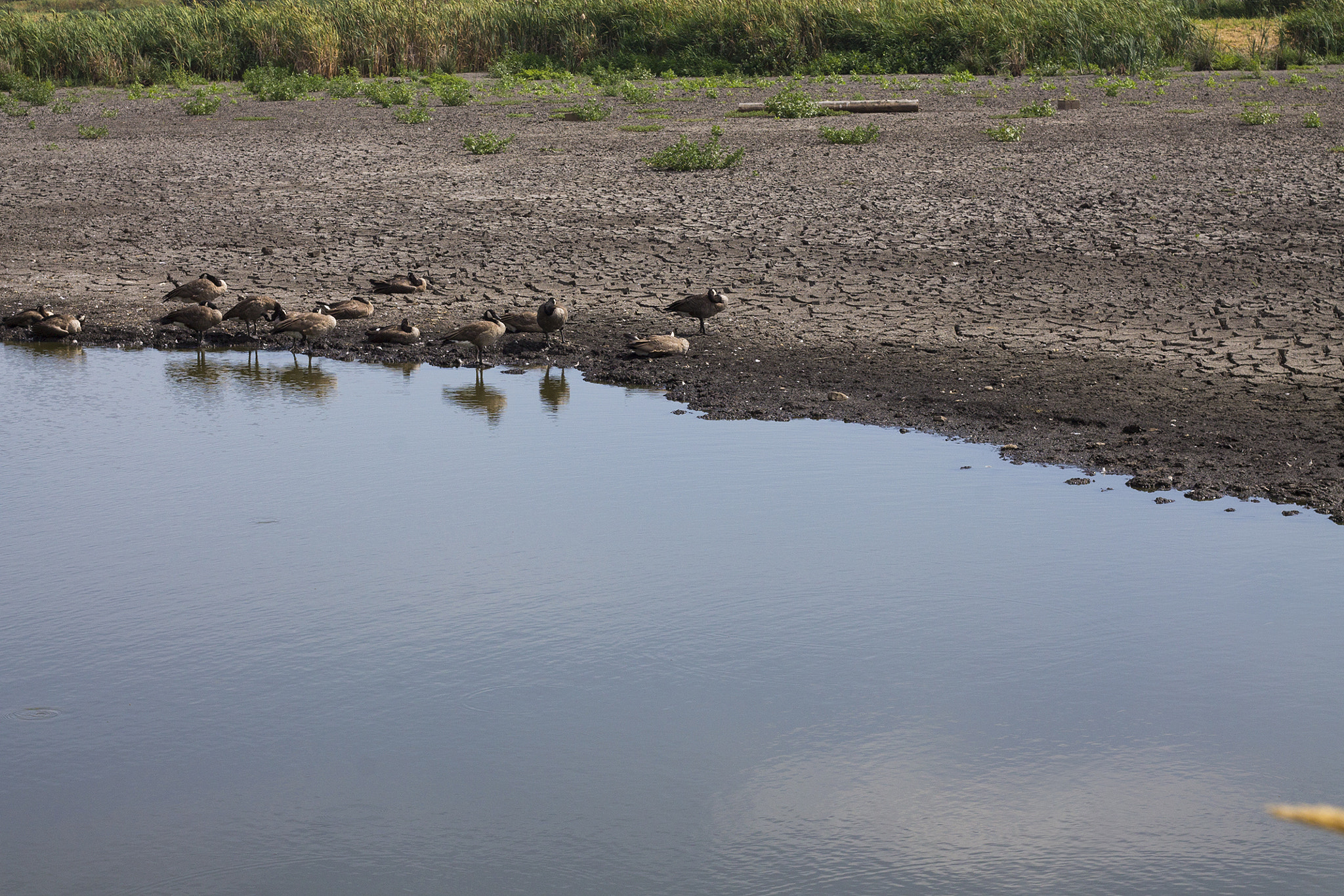 Disease and Habitat Loss Compound Heat Stress (Image Credits: Wikimedia)