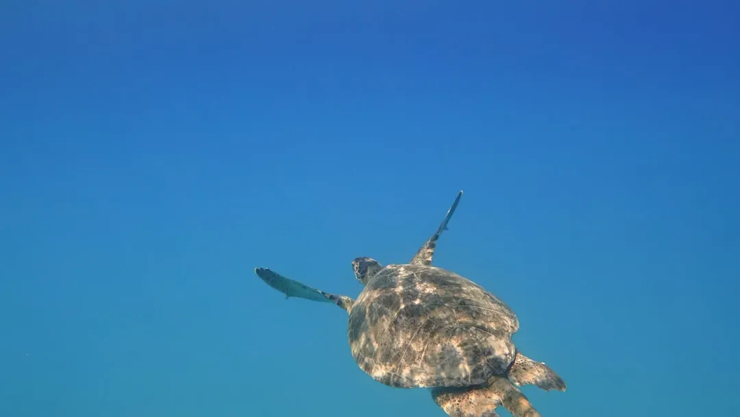 6. Geomagnetic Imprinting: How Sea Turtles Remember Where They Were Born (Image Credits: Unsplash)