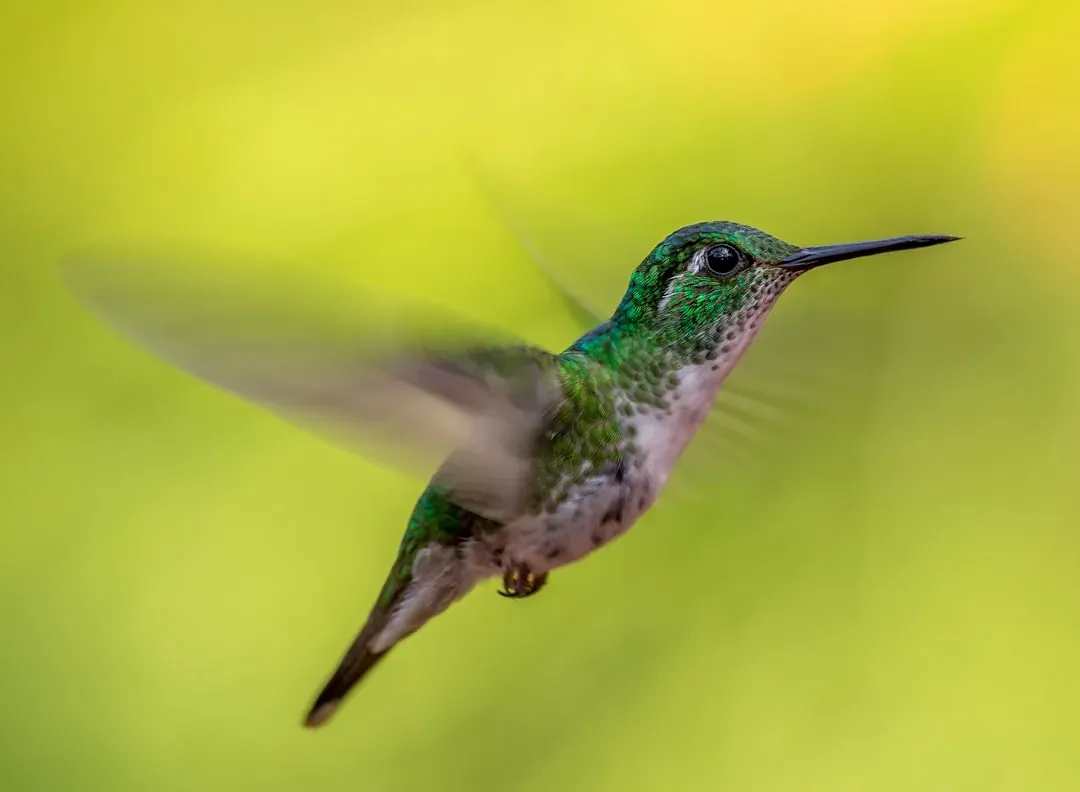#7 - Airflow Around Their Wings Is a Controlled Mess, Not Clean "Lift" (Image Credits: Unsplash)