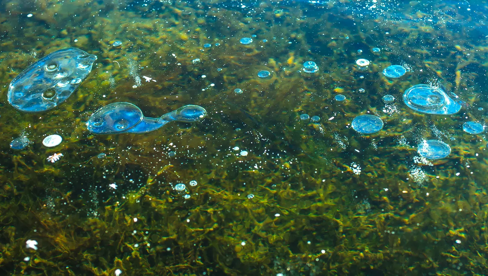 Frozen Methane Bubbles Trapped in Ice (Image Credits: Wikimedia)