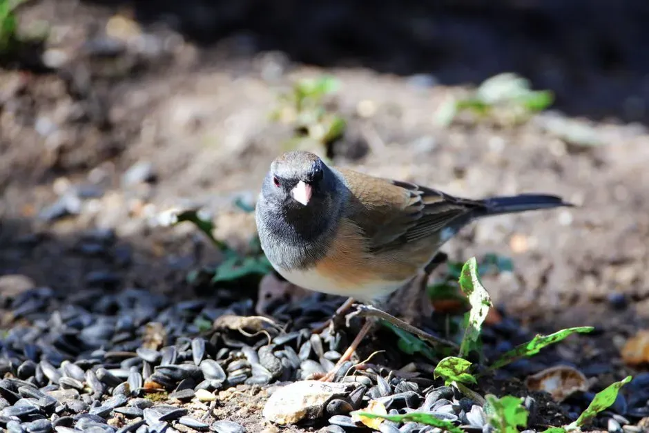 Conclusion: Juncos Are More Than Background Birds - They’re Winter’s Honest Messengers (Image Credits: Pexels)