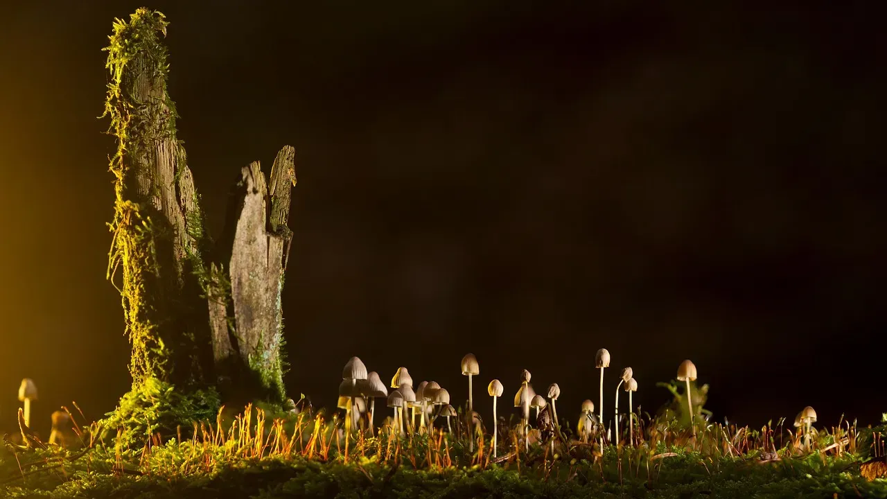 Root Conversations Through Underground Fungi (Image Credits: Pixabay)