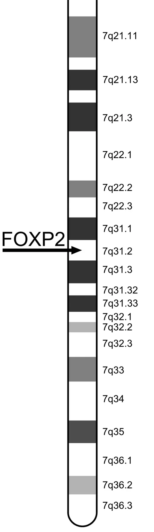 The Language Gene: FOXP2 and the Biology of Speech (Image Credits: Wikimedia)