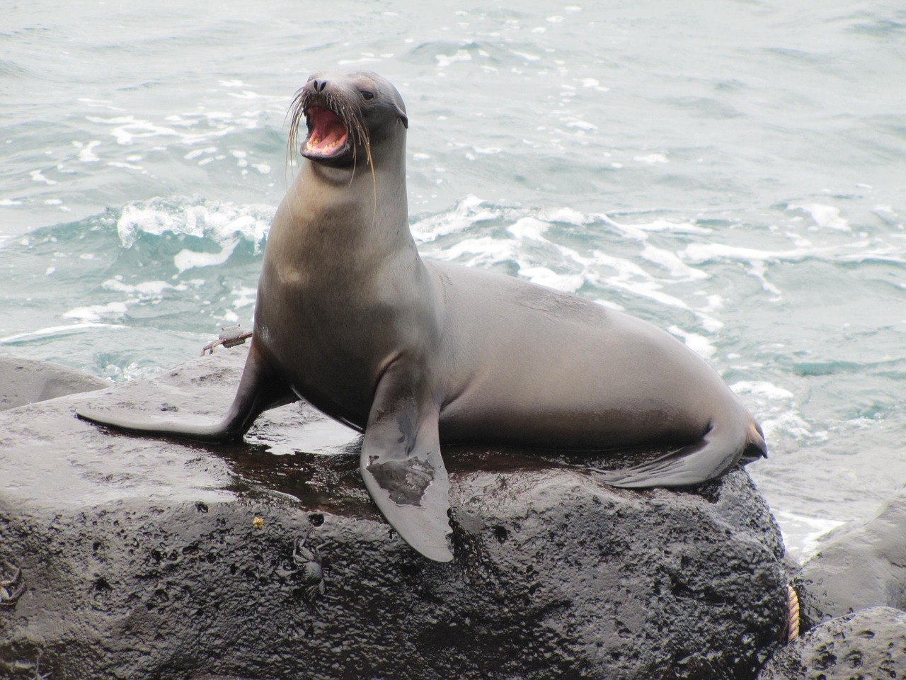 Cancer: The Sea Lion (Image Credits: Pixabay)