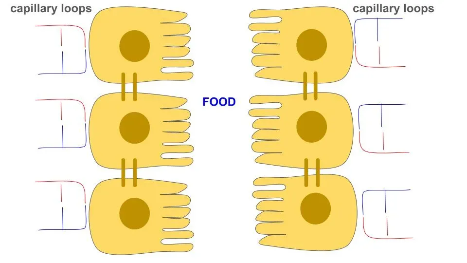 The First Line of Defense: Your Body’s Invisible Moat (Image Credits: Wikimedia)