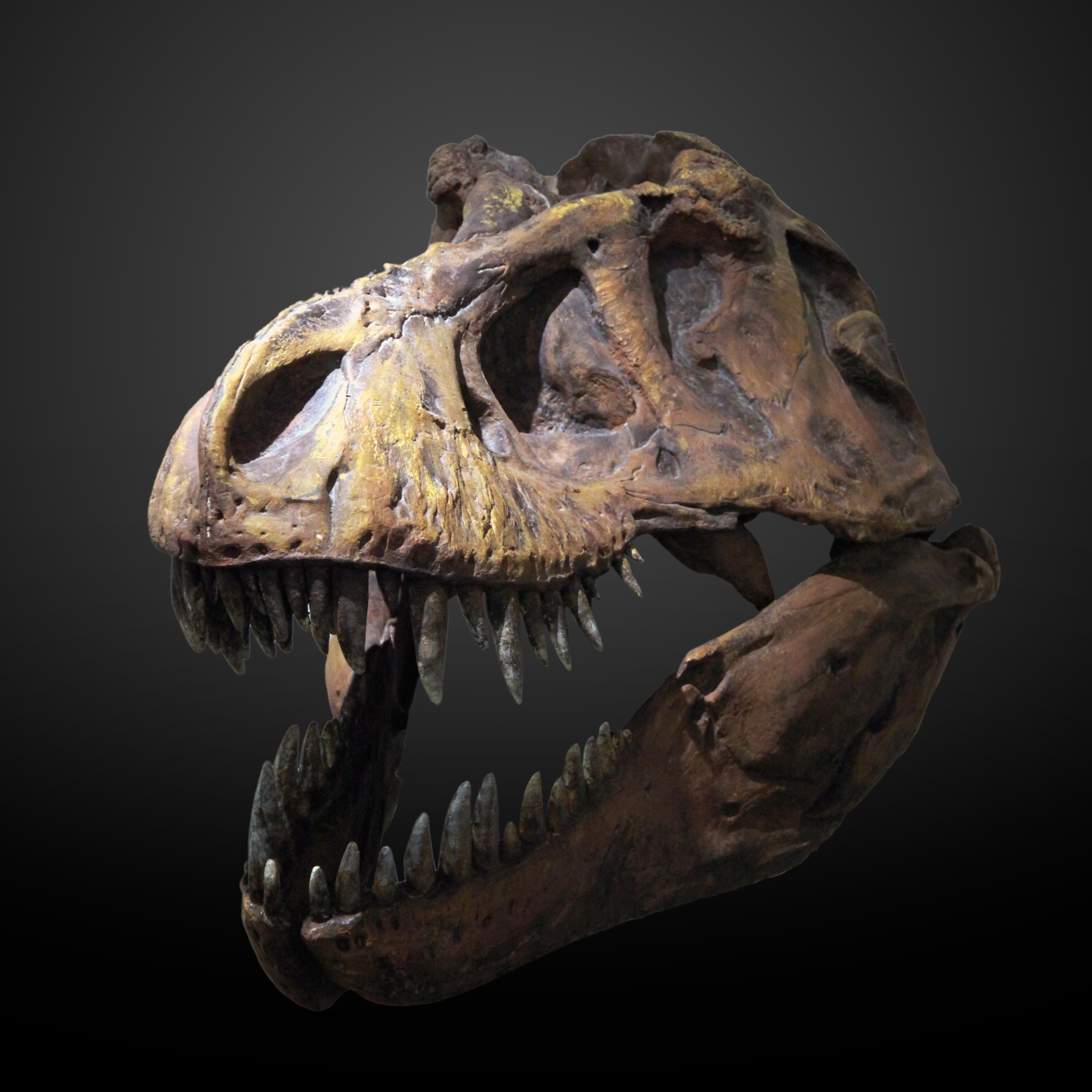 Mistake 1 - The Hidden Clues: “If you don’t move, it can’t see you” (Image Credits: Wikimedia)