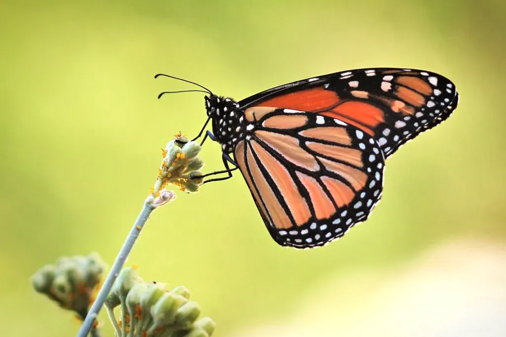 8. Monarch Butterfly: A Small Icon with a Massive Migration (Monkeystyle3000, Flickr, CC BY 2.0)