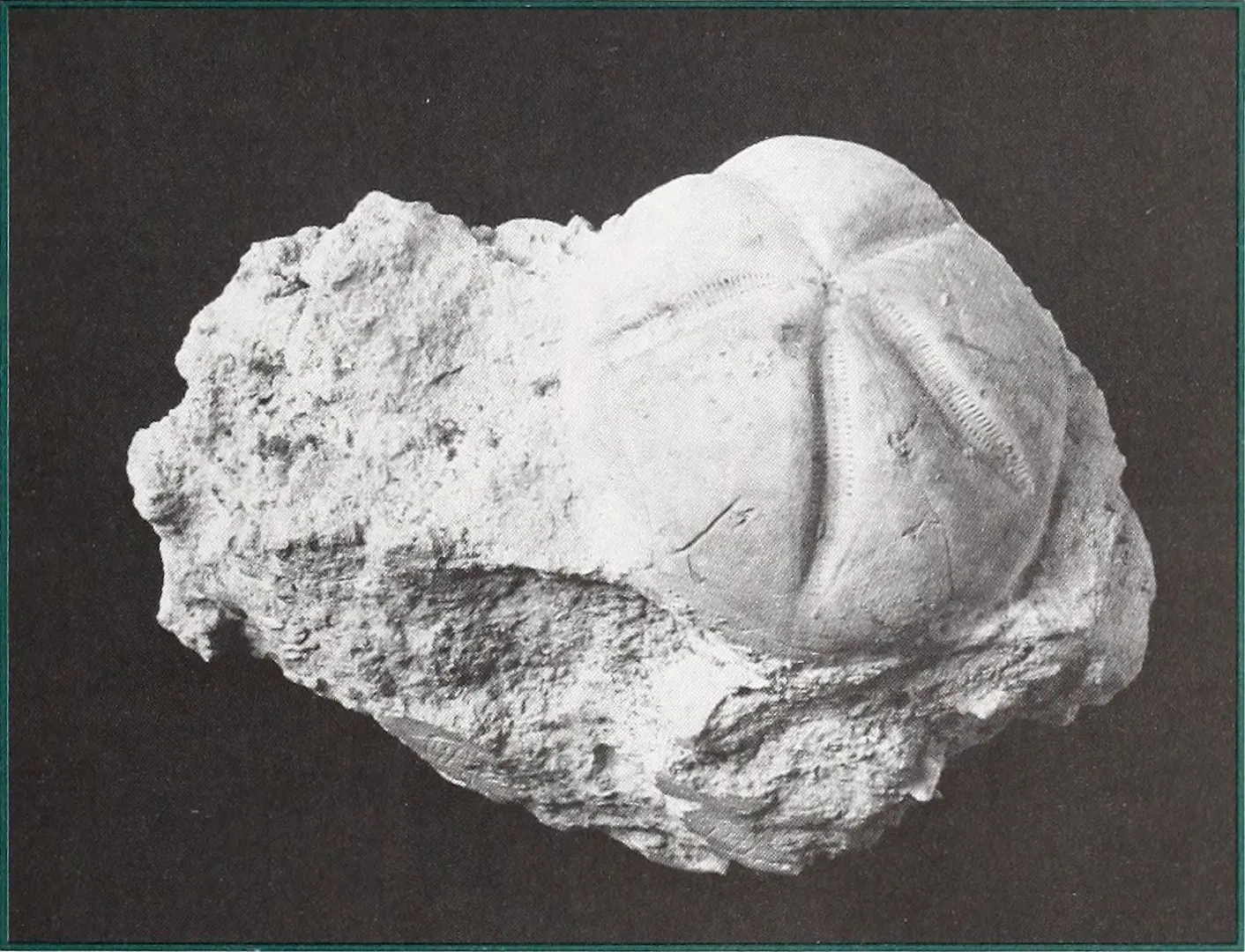 Ancient Oceans and Beaches Still Linger in the Rock (By Internet Archive Book Images, No restrictions)