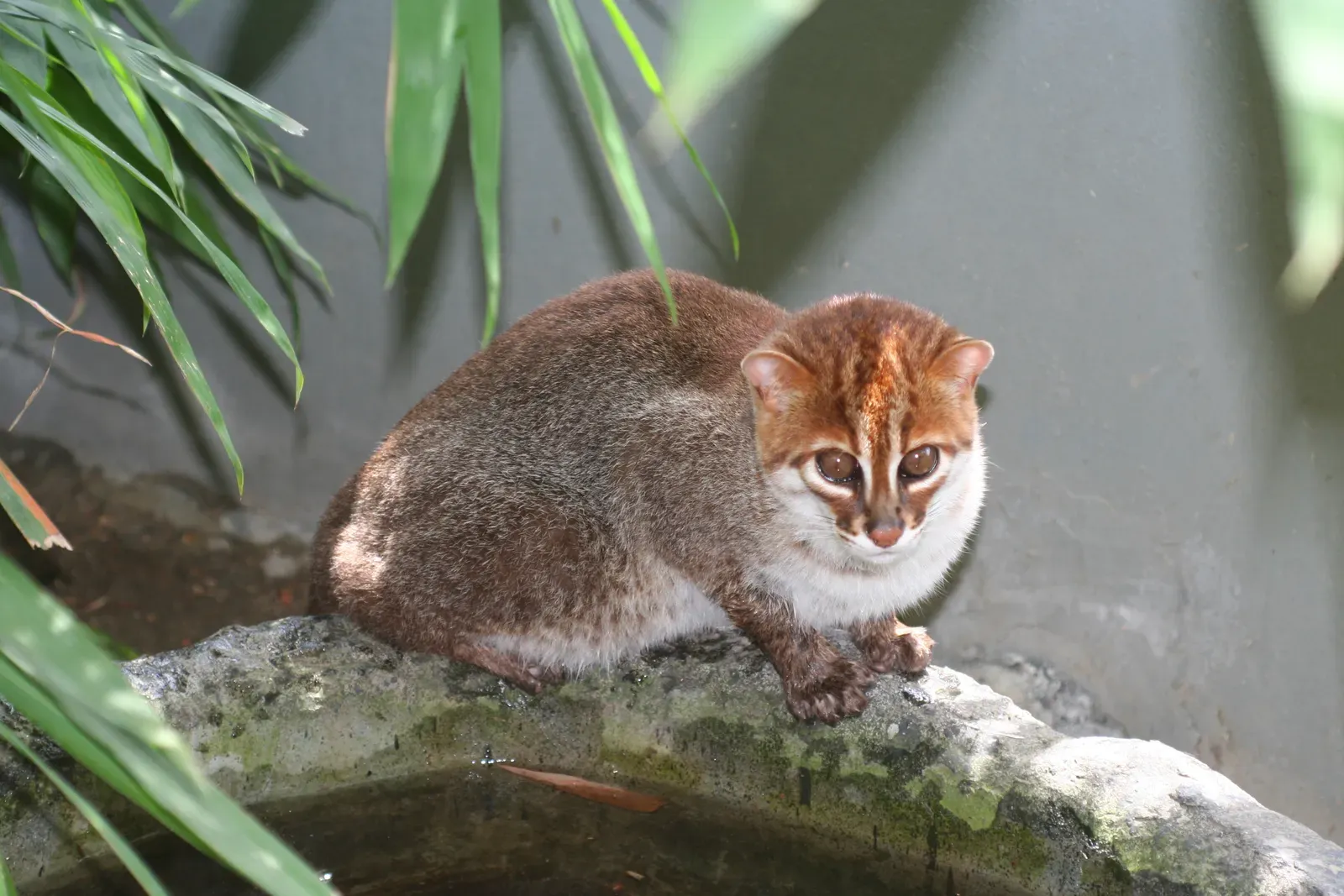 #3 - The Flat-Headed Cat: "Likely Extinct" in Thailand Until the Cameras Disagreed (work of Jim Sanderson, CC BY-SA 3.0)