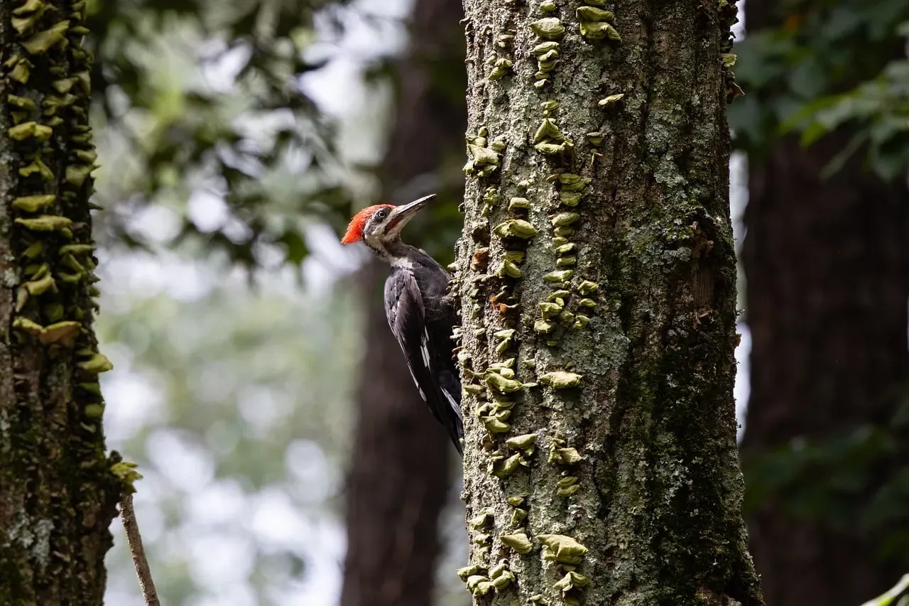 Why Healthy Trees Still Get Pecked After The Dead Ones (Image Credits: Pixabay)