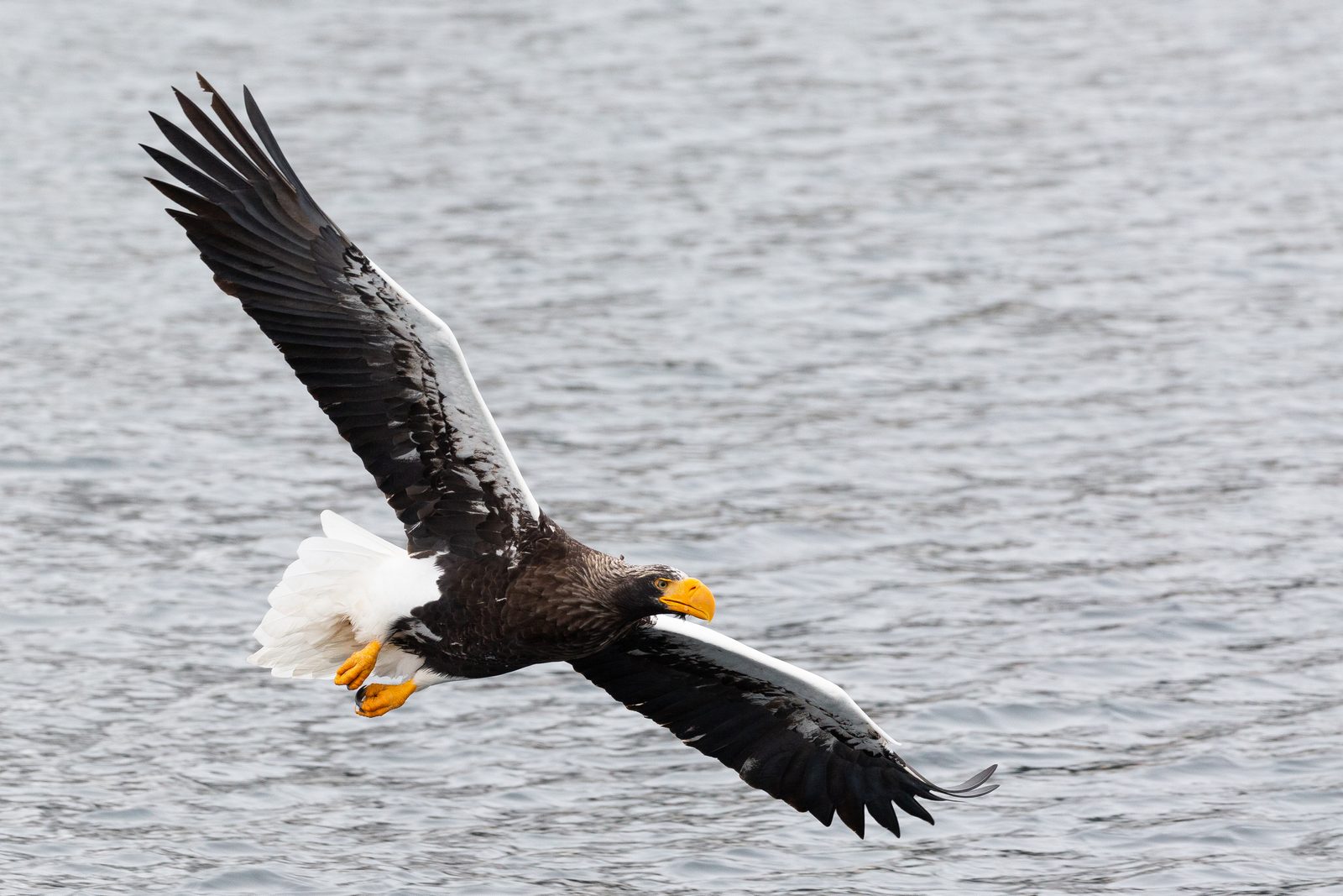 Wings That Touch the Heavens (Image Credits: Wikimedia)