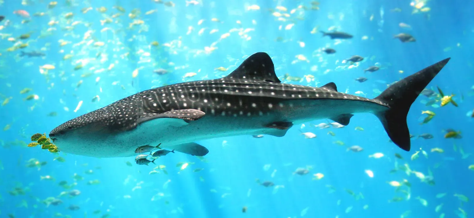 3. Each Whale Shark’s Spot Pattern Is As Unique As A Human Fingerprint (By User:Zac Wolf (original), en:User:Stefan (cropping), CC BY-SA 2.5)